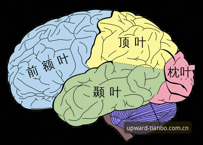 解读转会窗口的实用指南：帕拉蒂奇认准米雷蒂的深层逻辑